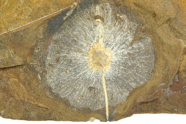 Fossil Winged Walnut (Cyclocarya) Fruit - North Dakota #276453